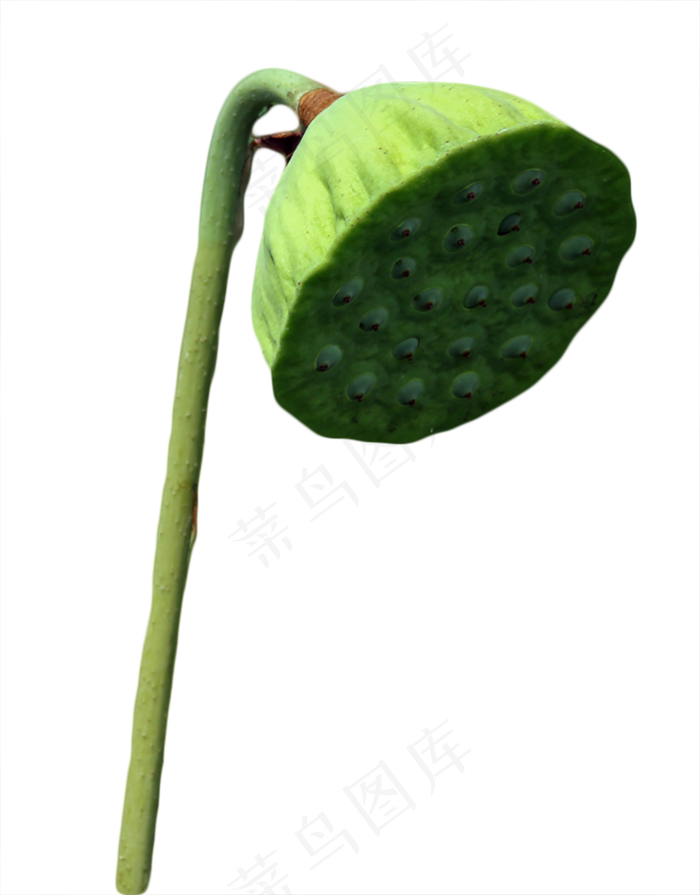 莲蓬莲子(850X1087(DPI:72))psd模版下载
