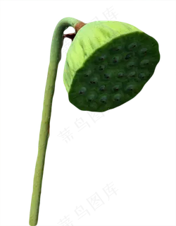 莲蓬莲子 莲蓬莲子