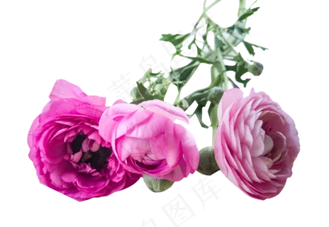 鲜花之粉红色玫瑰花