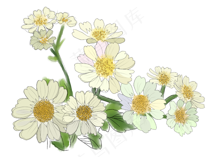 重阳节雏菊菊花素材,免抠元素(2597*1907px 300 dpi )psd模版下载