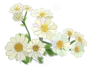 重阳节雏菊菊花素材,免抠元素
