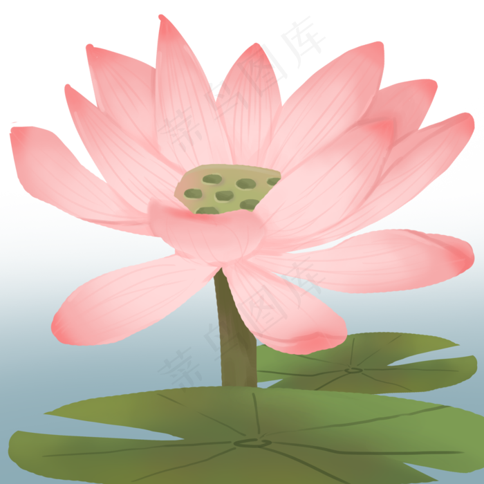 夏季花卉植物荷花(2000X2000(DPI:300))psd模版下载