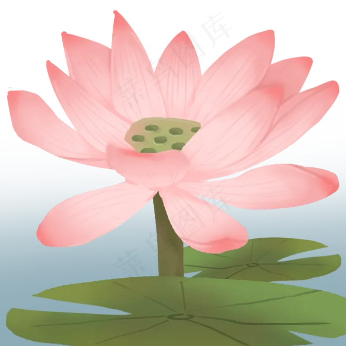 夏季花卉植物荷花(2000X2000(DPI:300))psd模版下载