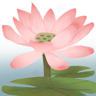 夏季花卉植物荷花