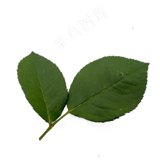 玫瑰花的绿色叶子