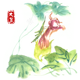 大暑花朵上的蚂蚱