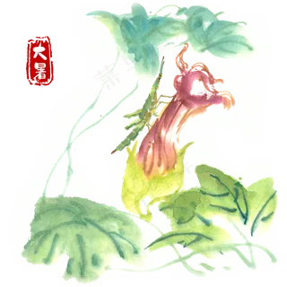 大暑花朵上的蚂蚱