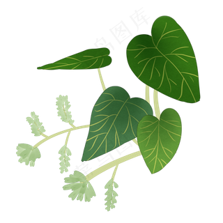 中药何首乌实物插图免抠