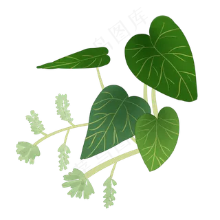 中药何首乌实物插图免抠