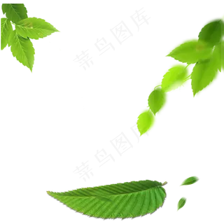 绿色的树叶,免抠元素