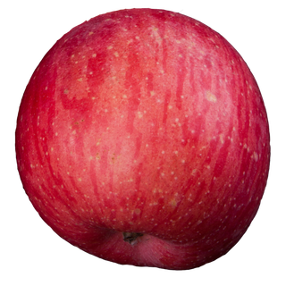 实拍果林果树一个苹果