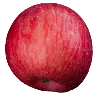 实拍果林果树一个苹果