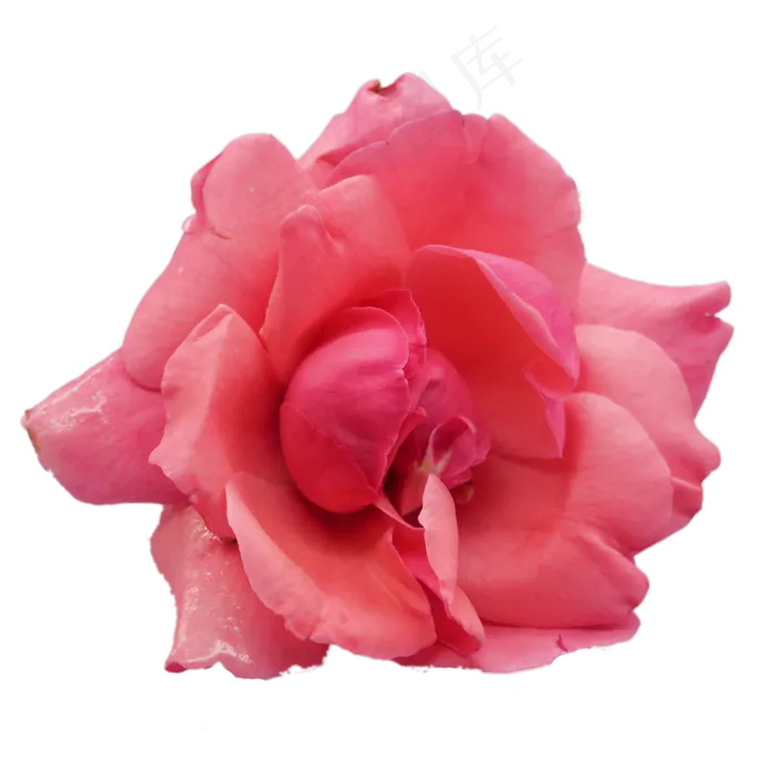红色玫瑰鲜花(2000*2000px 300 dpi )