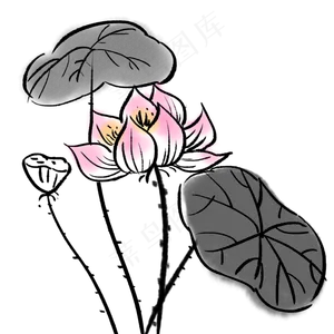 漂亮荷花花朵