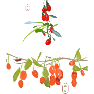 手绘新鲜红色枸杞系列
