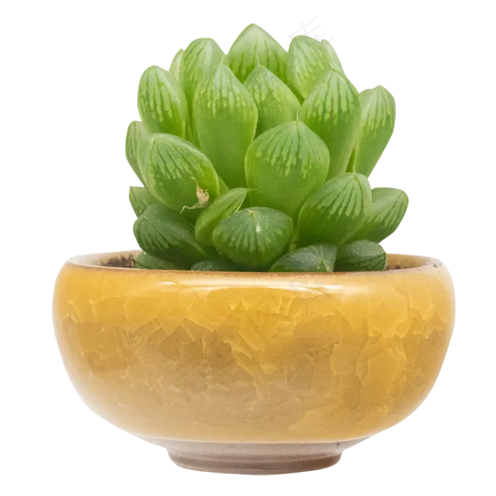 多肉植物玉露,免抠元素(2000X2000(DPI:132))psd模版下载