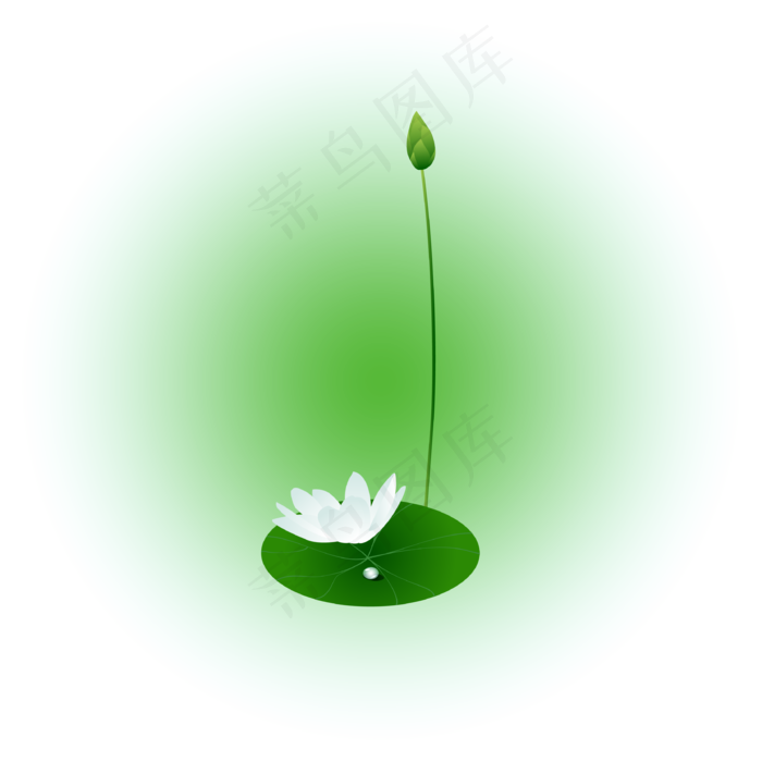 夏日荷花清新精美