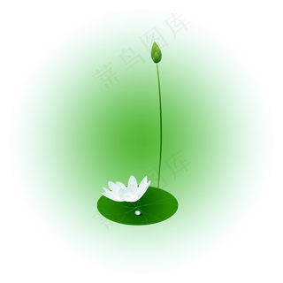 夏日荷花清新精美