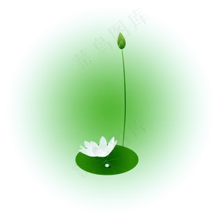 夏日荷花清新精美