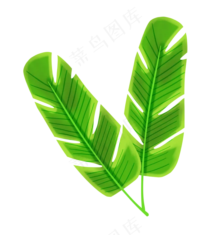 绿色椰树叶子(2104X2344(DPI:300))psd模版下载