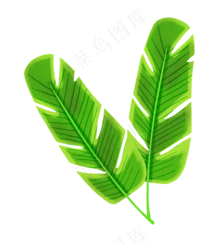 绿色椰树叶子