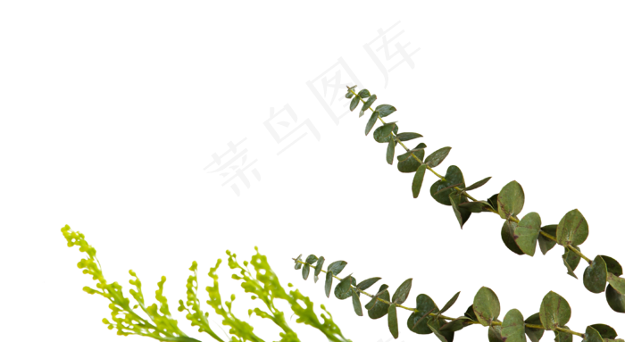 春天绿色植物绿植叶子