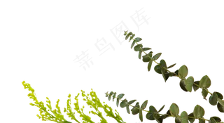 春天绿色植物绿植叶子