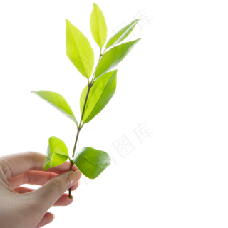 拿着绿色的叶子