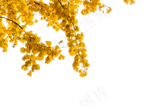 秋天风景银杏叶,免抠元素