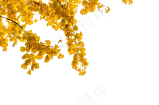 秋天风景银杏叶,免抠元素