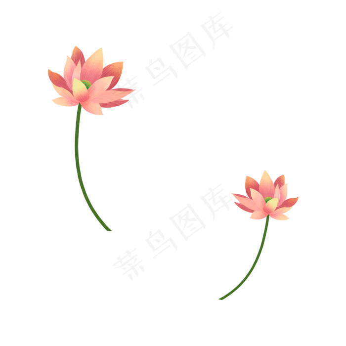 两朵粉色的莲花(2000X2000(DPI:300))psd模版下载