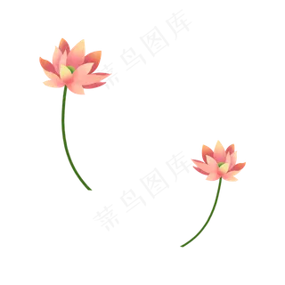 两朵粉色的莲花