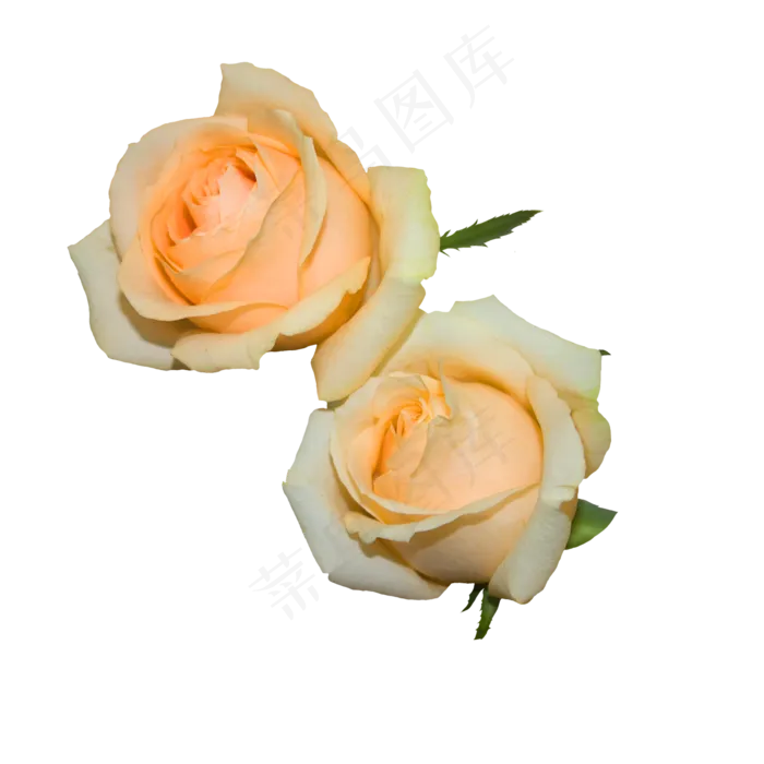 粉橘色玫瑰花(2000X2000(DPI:300))