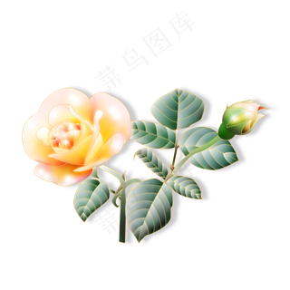 带花苞的黄玫瑰