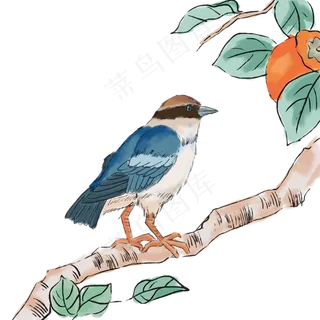 中国风古典风格花鸟柿子树矢量图,免抠元素