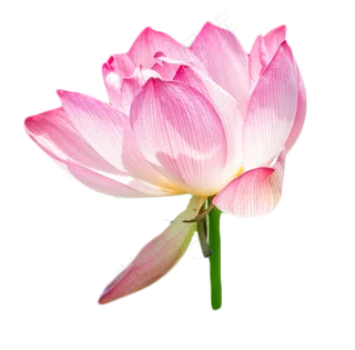 荷花粉色花瓣植物