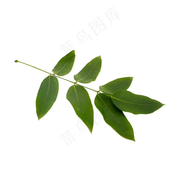 绿色叶子植物(2000X2000(DPI:150))