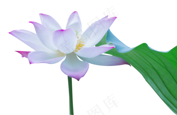 荷花荷叶(4149X2700(DPI:300))psd模版下载