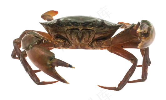海洋生物活螃蟹花蟹 海洋生物活螃蟹花蟹
