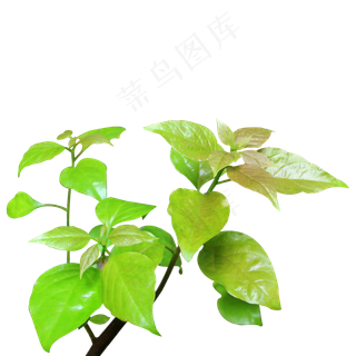 杜鹃新嫩绿叶枝条