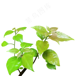 杜鹃新嫩绿叶枝条