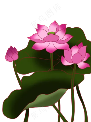 手绘盛开的荷花矢量免抠图