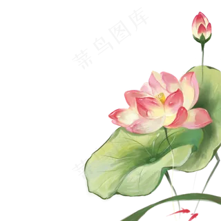 中国风水彩荷花鲤鱼图