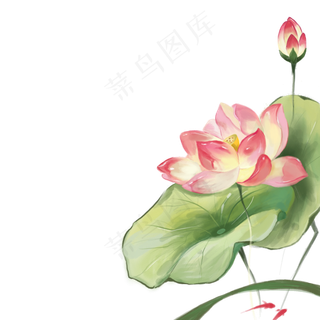 中国风水彩荷花鲤鱼图