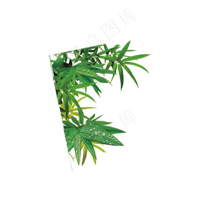 雨后的竹叶(2000X2000(DPI:300))psd模版下载