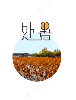 处暑节气荷花池糖