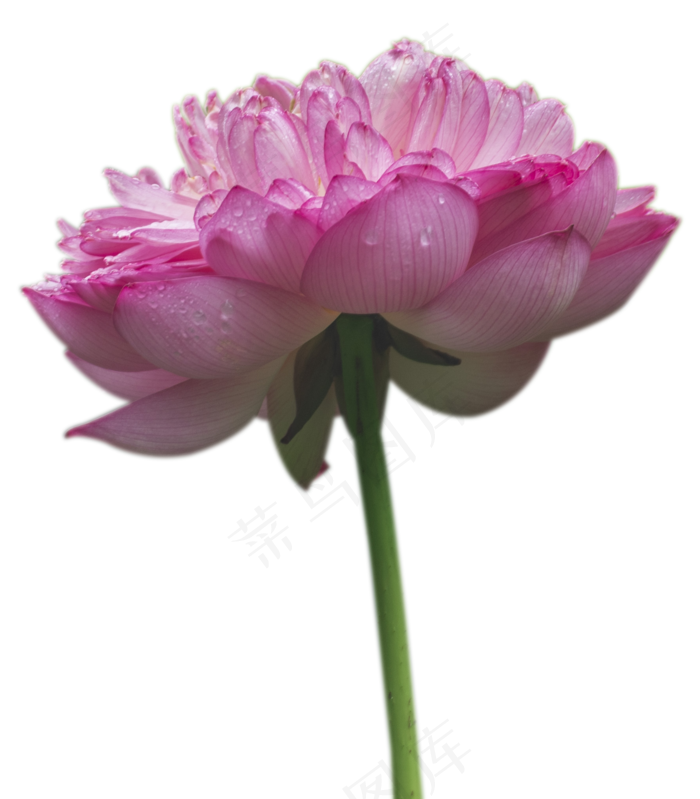 粉色荷花(1780X2033(DPI:300))psd模版下载