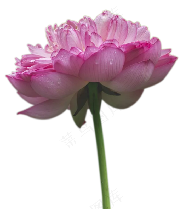 粉色荷花(1780X2033(DPI:300))psd模版下载
