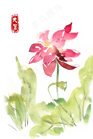 大暑摇曳的荷花