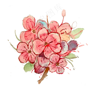 *花绣球花粉色水红PNG植物 *花绣球花粉色水红PNG植物
